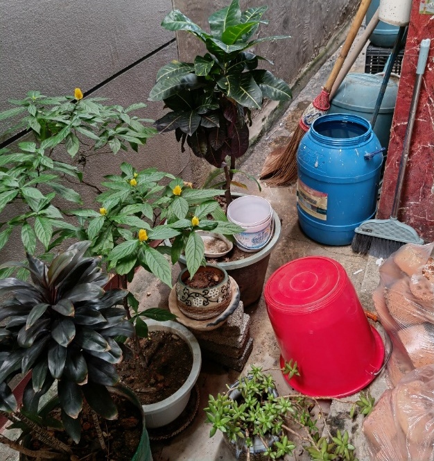 家里的这几个地方正悄悄“养”出花斑蚊 快自查→