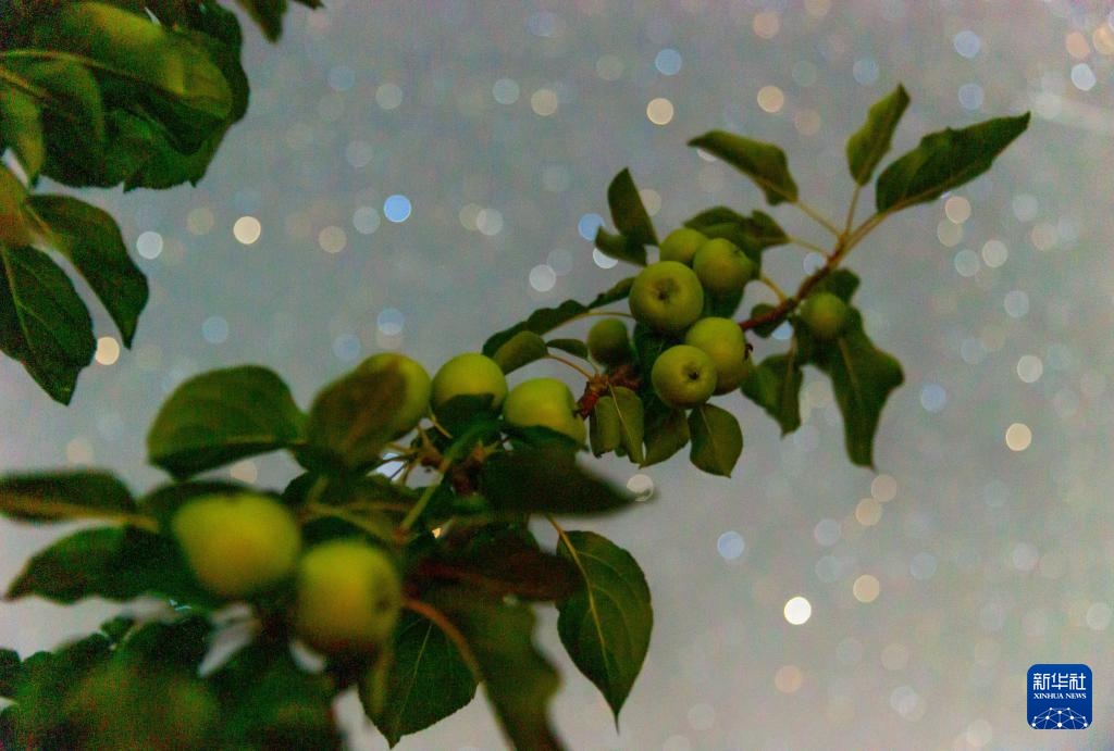 星空相册｜“北大仓”黑龙江：累累硕果“约会”点点繁星