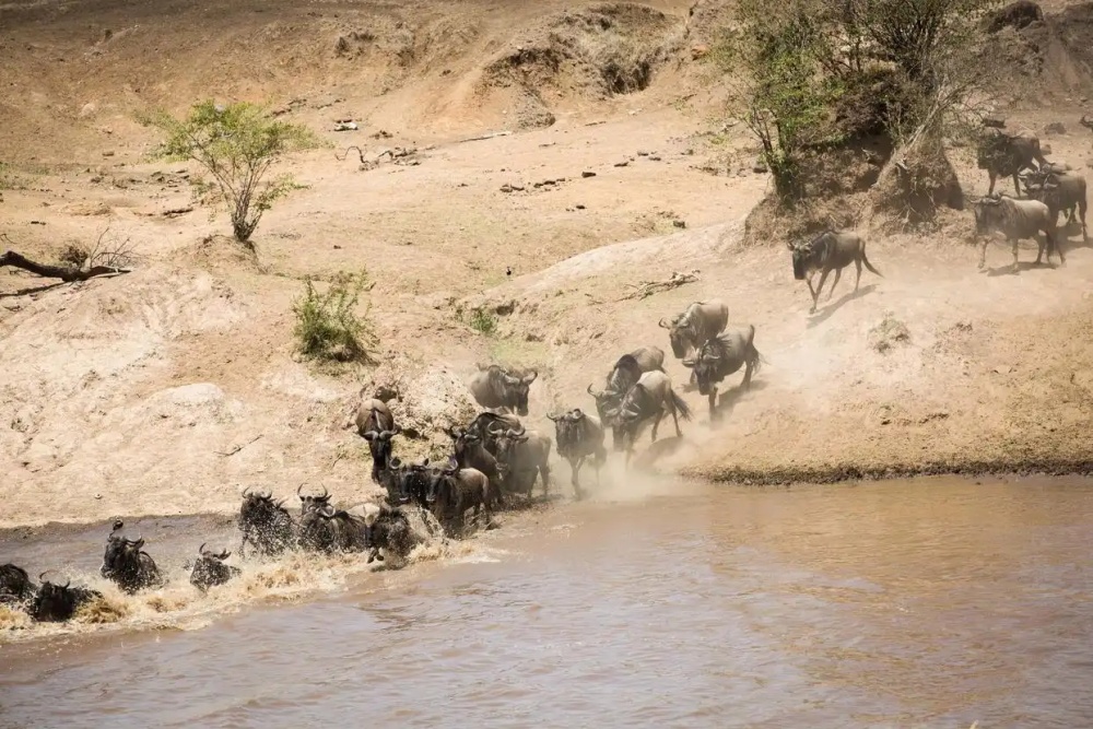非洲动物大迁徙通道遭游客阻塞：数百人挤在岸边，有角马受惊摔伤