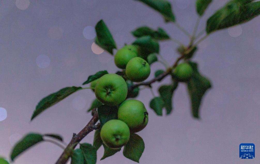 星空相册｜“北大仓”黑龙江：累累硕果“约会”点点繁星