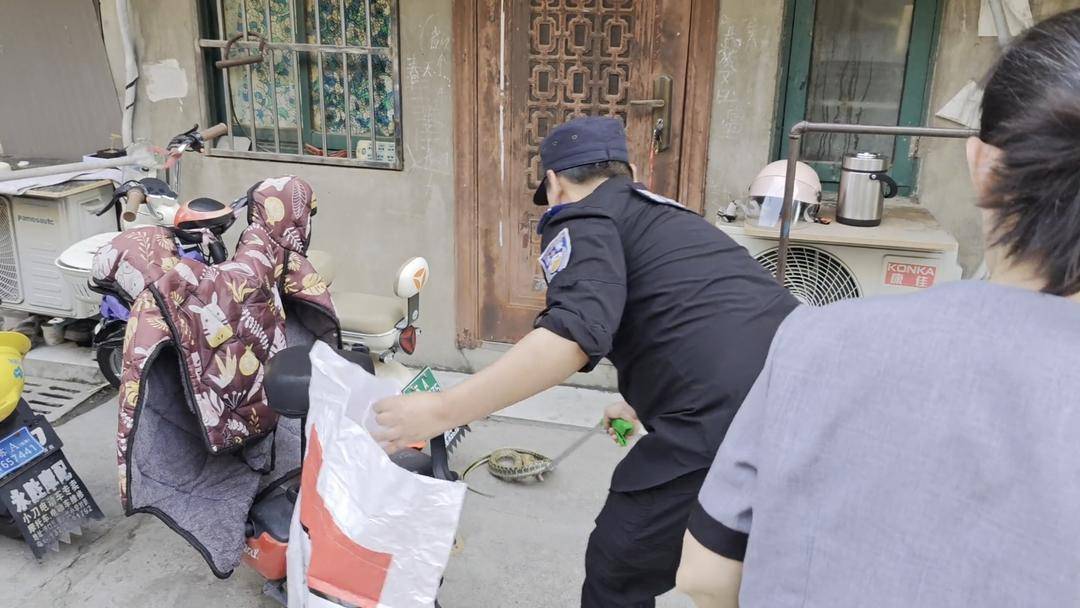 家中惊现大蛇吓坏住户,警民联手上演“捕蛇记” 家中惊现大蛇吓坏住户,警民联手上演“捕蛇记”