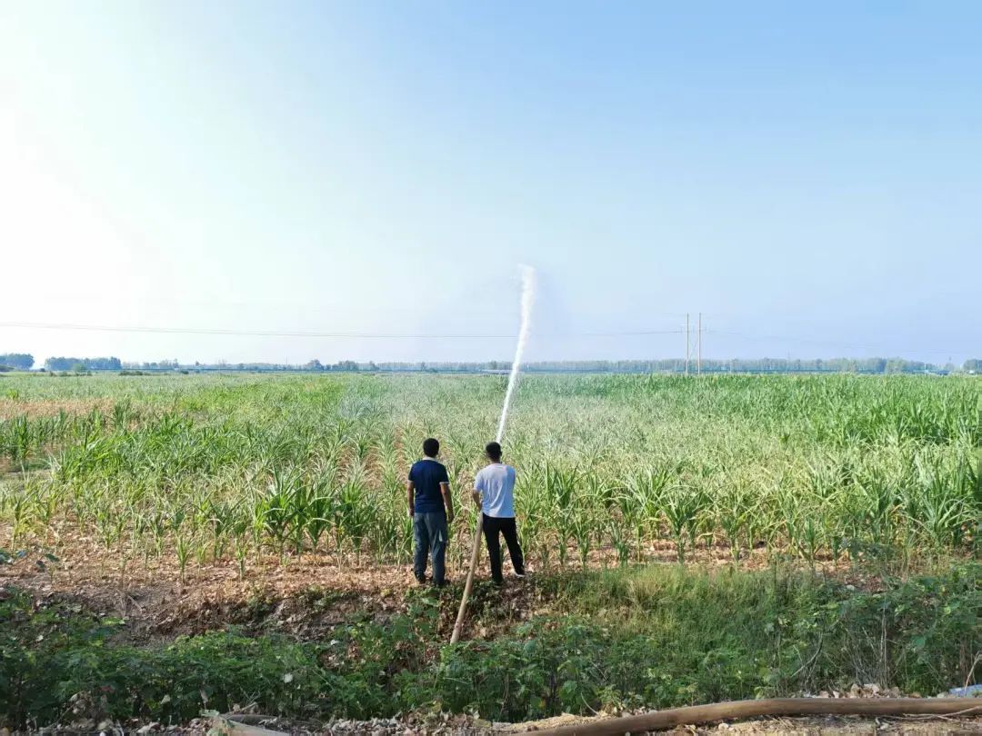 河南7月平均气温破64年来最高纪录！连续30多天无有效降雨，驻马店、周口和漯河达特旱