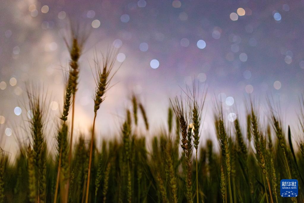 星空相册｜“北大仓”黑龙江：累累硕果“约会”点点繁星