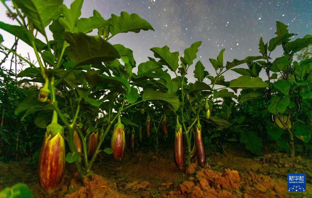 星空相册｜“北大仓”黑龙江：累累硕果“约会”点点繁星