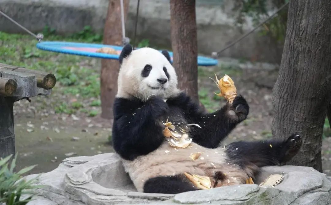 重庆动物园回应大熊猫“渝可”未展出：出现热应激反应，经过治疗已好转