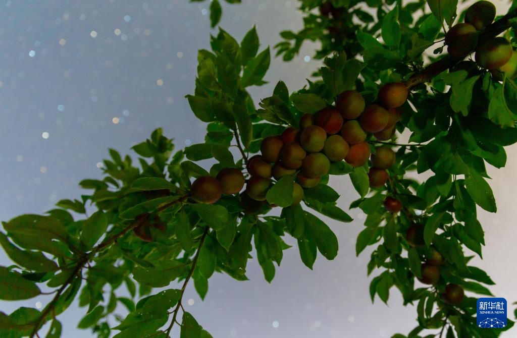 星空相册｜“北大仓”黑龙江：累累硕果“约会”点点繁星