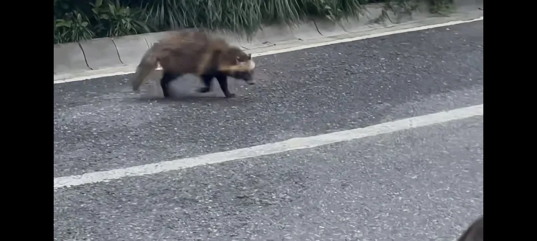 杭州一小区神奇小动物现身！目击者：傍晚出没，吃投放给流浪猫的猫粮