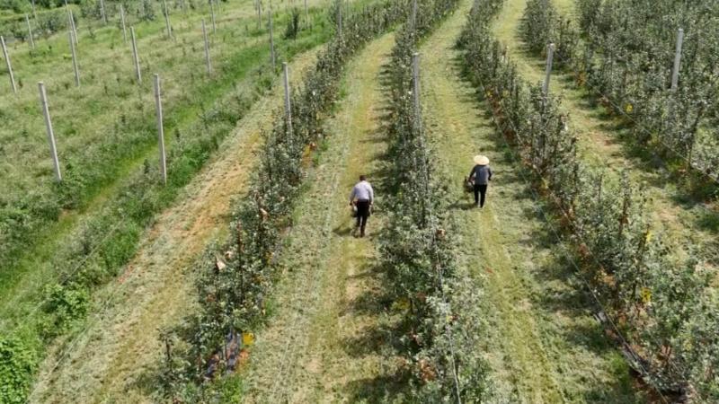 江西抚州：苹果喜获丰收 科技赋能乡村振兴