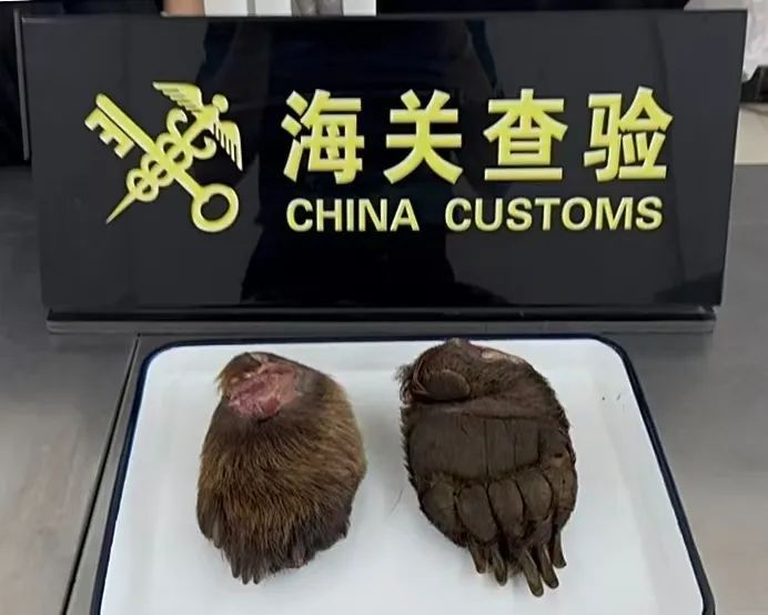 一车辆电瓶检查异常，海关发布：查获熊掌两只