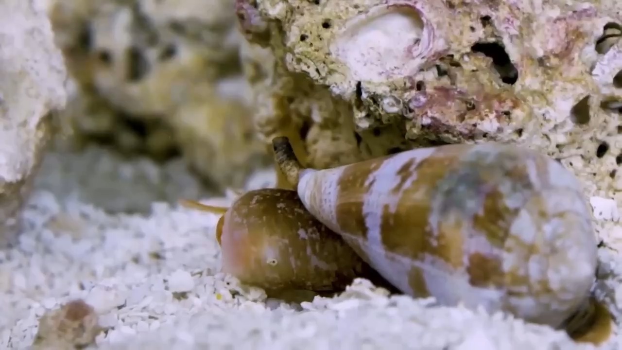 有剧毒！最致命！海边游玩一定要远离这种海螺