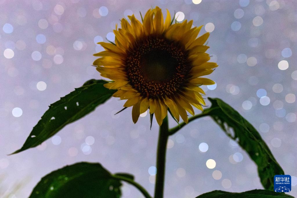 星空相册｜“北大仓”黑龙江：累累硕果“约会”点点繁星