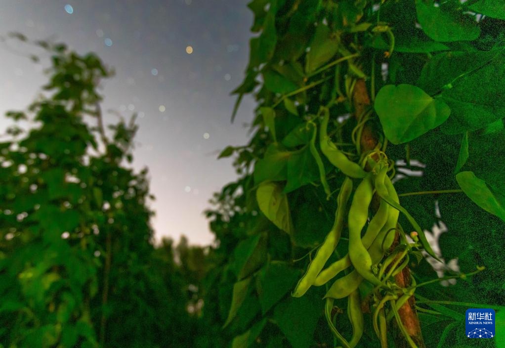 星空相册｜“北大仓”黑龙江：累累硕果“约会”点点繁星