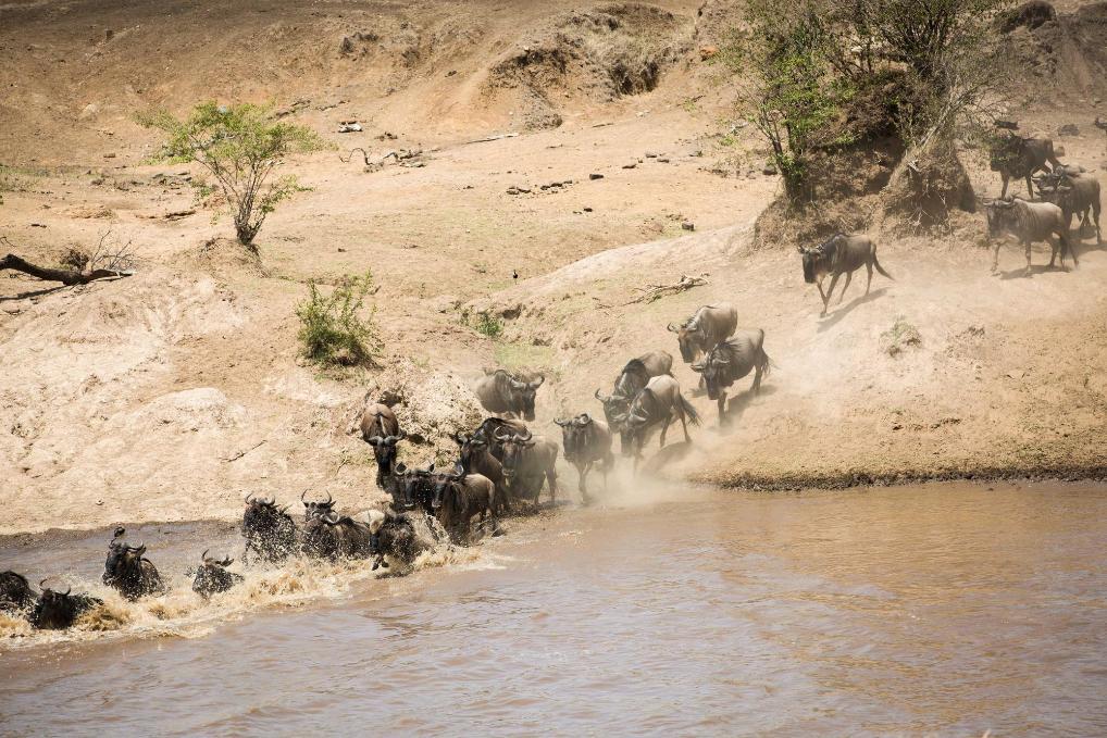 非洲动物大迁徙通道遭游客阻塞引担忧