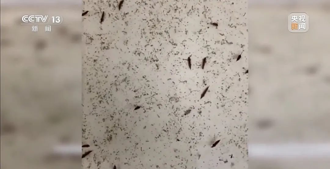 广东全民总动员开启大灭蚊！一地发布“基孔肯雅热后遗症告知书”