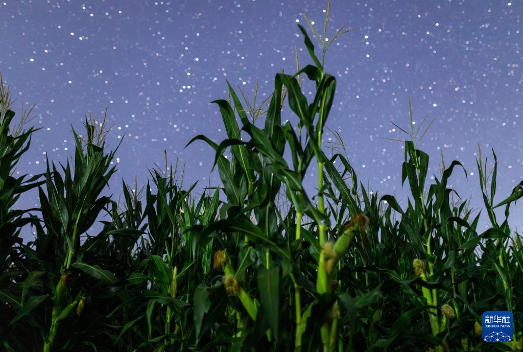 星空相册｜“北大仓”黑龙江：累累硕果“约会”点点繁星
