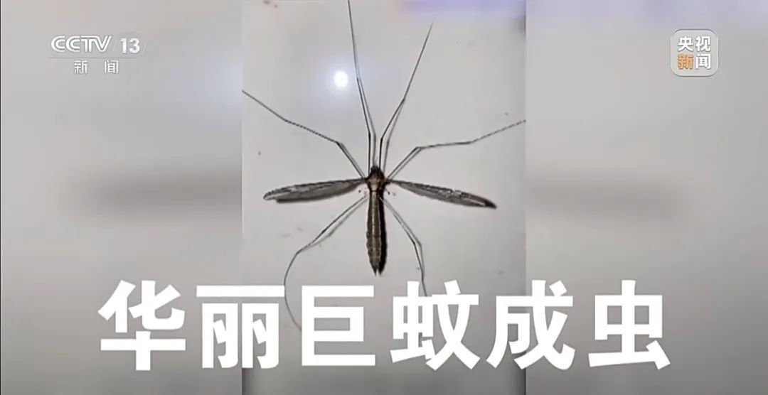 广东开展灭蚊行动! 广东开展灭蚊行动!