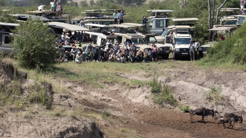 非洲动物大迁徙通道遭游客阻塞：数百人挤在岸边，有角马受惊摔伤
