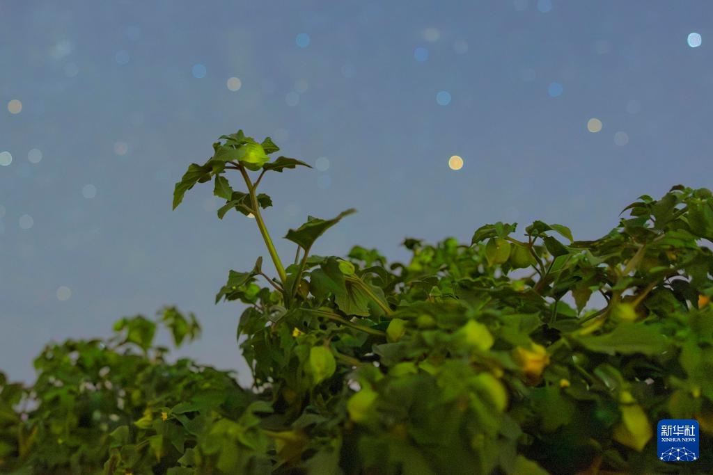 星空相册｜“北大仓”黑龙江：累累硕果“约会”点点繁星