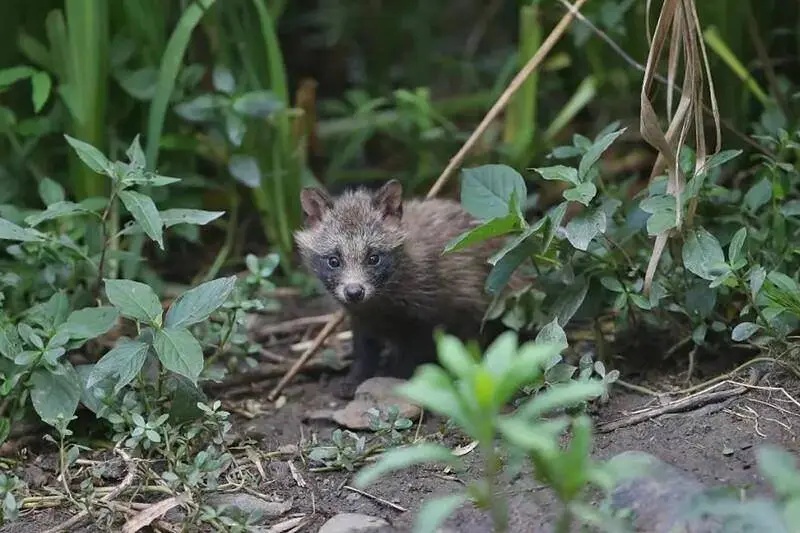 杭州一小区神奇小动物现身！目击者：傍晚出没，吃投放给流浪猫的猫粮