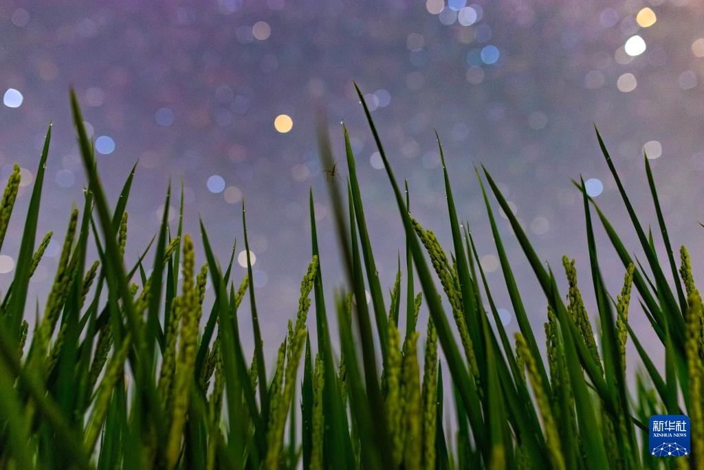 星空相册｜“北大仓”黑龙江：累累硕果“约会”点点繁星