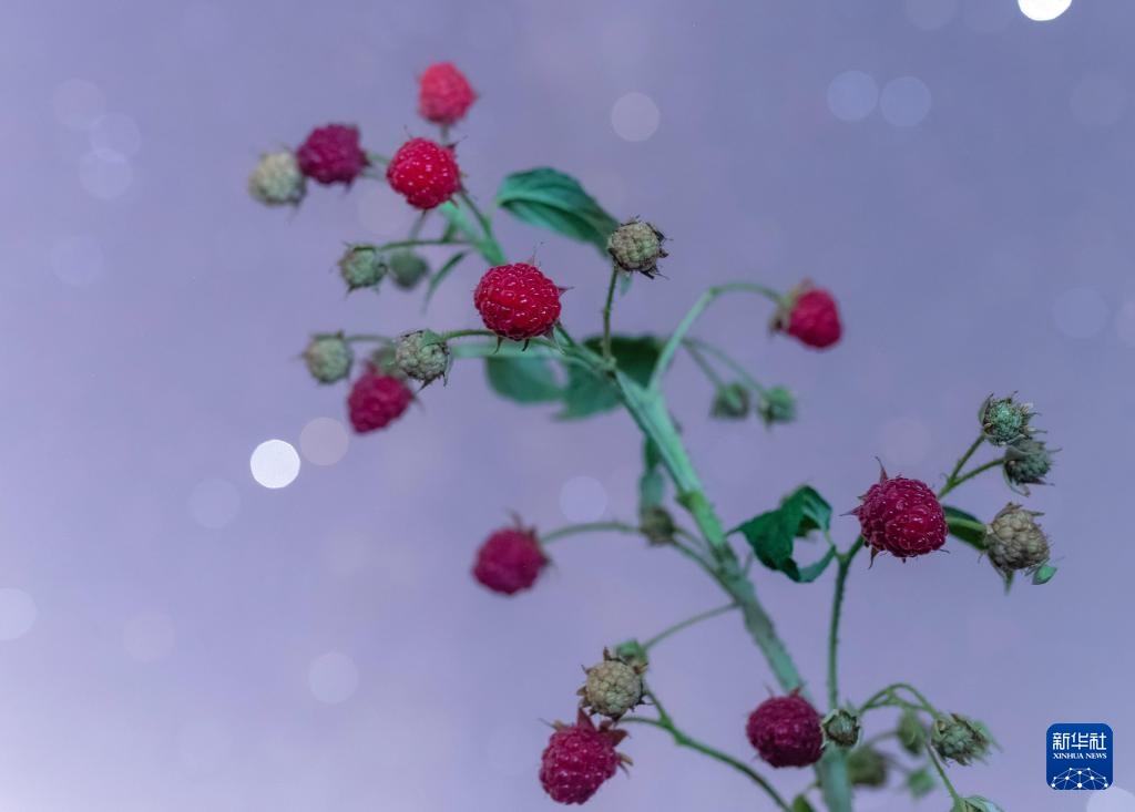 星空相册｜“北大仓”黑龙江：累累硕果“约会”点点繁星