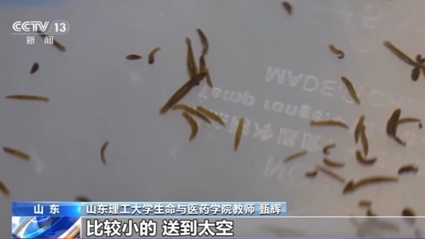 兔子耳朵断了还能长回来？科学家发现哺乳动物再生的隐藏开关