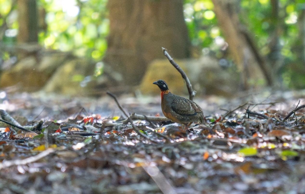 国家一级保护动物海南山鹧鸪现身琼中白马岭林场