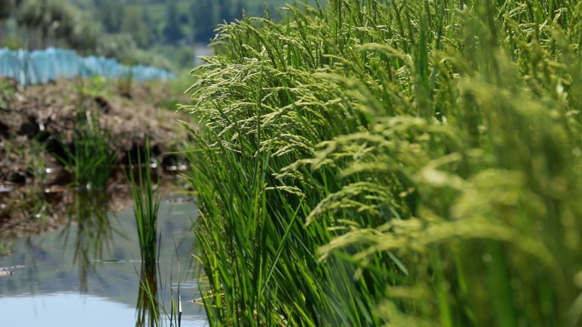 陕西榆林:盐碱地上稻浪滚 荒滩变成“聚宝盆” 陕西榆林:盐碱地上稻浪滚 荒滩变成“聚宝盆”