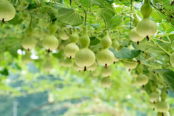 发现马上扔! 有一家四口吃了被放倒! 医生: 煮熟也没用