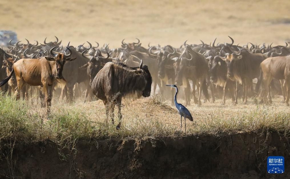记者手记丨游客“围堵”角马渡河 马赛马拉保护区呼吁让路