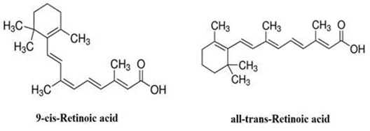 兔子耳朵断了还能长回来？科学家发现哺乳动物再生的隐藏开关