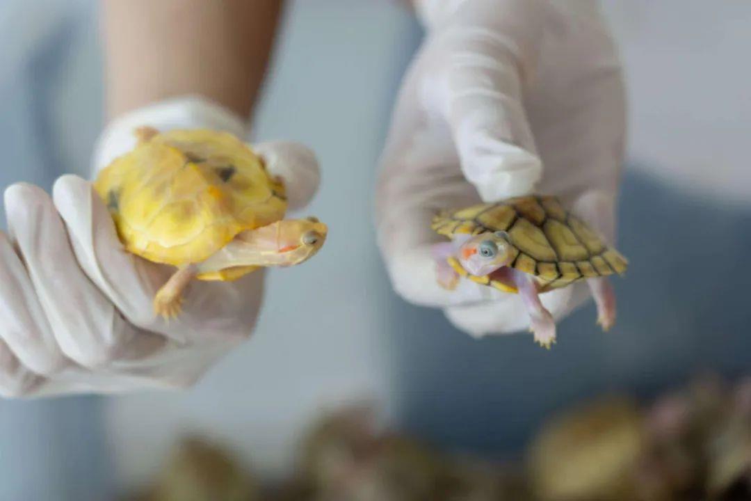 “异宠”可以宠 但不能随意宠！各类隐患需警惕