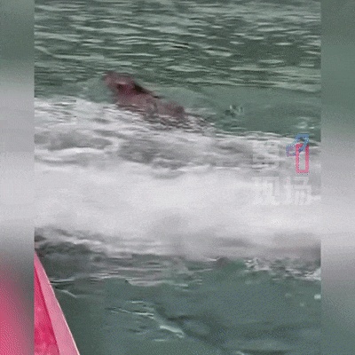 “没想到海里会有野猪!”女子被撞致骨折 “没想到海里会有野猪!”女子被撞致骨折