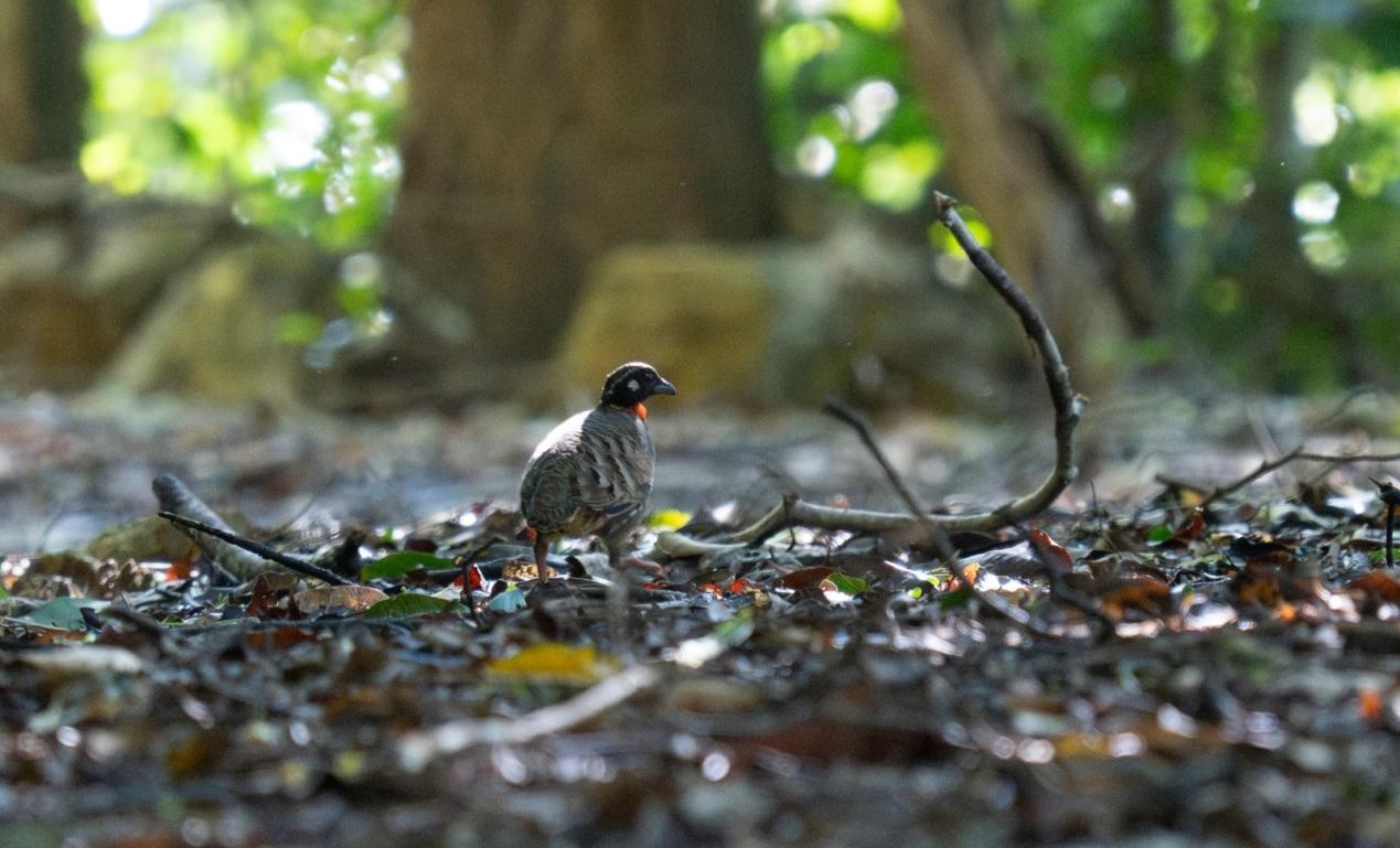 国家一级保护动物海南山鹧鸪现身琼中白马岭林场