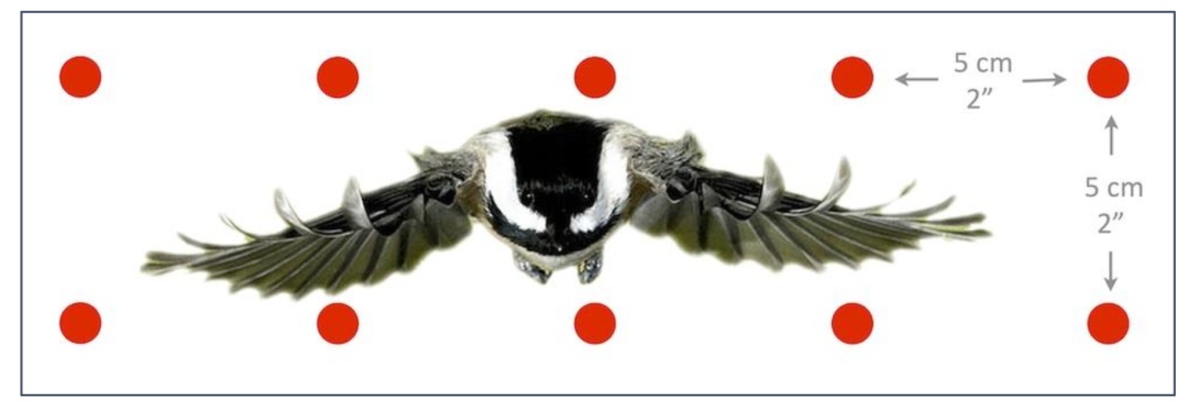 你可能也参加过的防鸟撞项目，最近发了个论文！