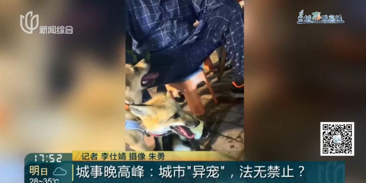 上海一小区惊见异宠！邻居担忧，主人淡定：“我认为它觉得自己是狗”