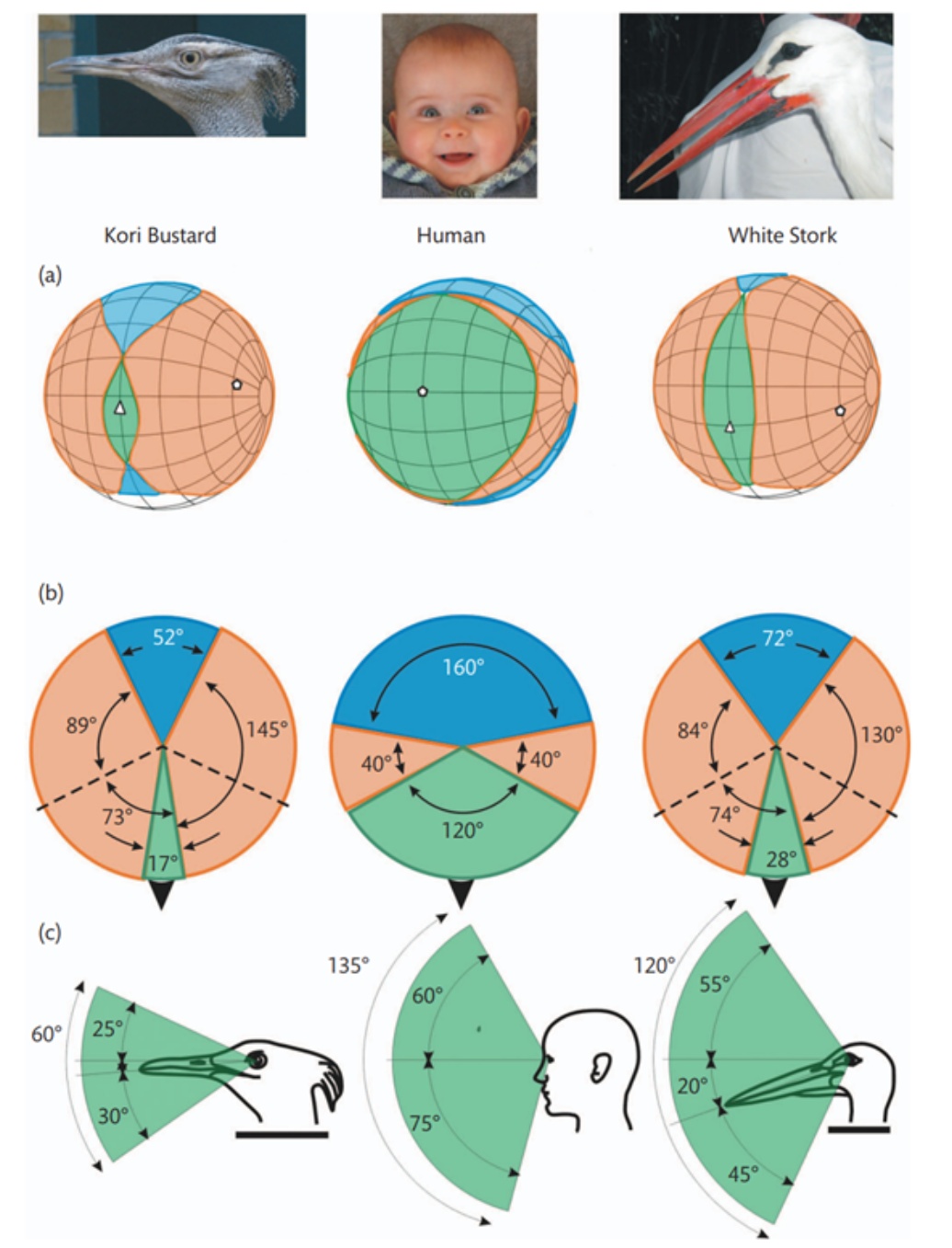 你可能也参加过的防鸟撞项目，最近发了个论文！