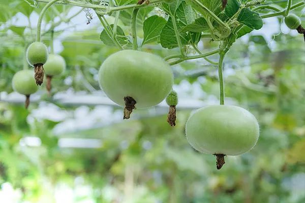 发现马上扔! 有一家四口吃了被放倒! 医生: 煮熟也没用