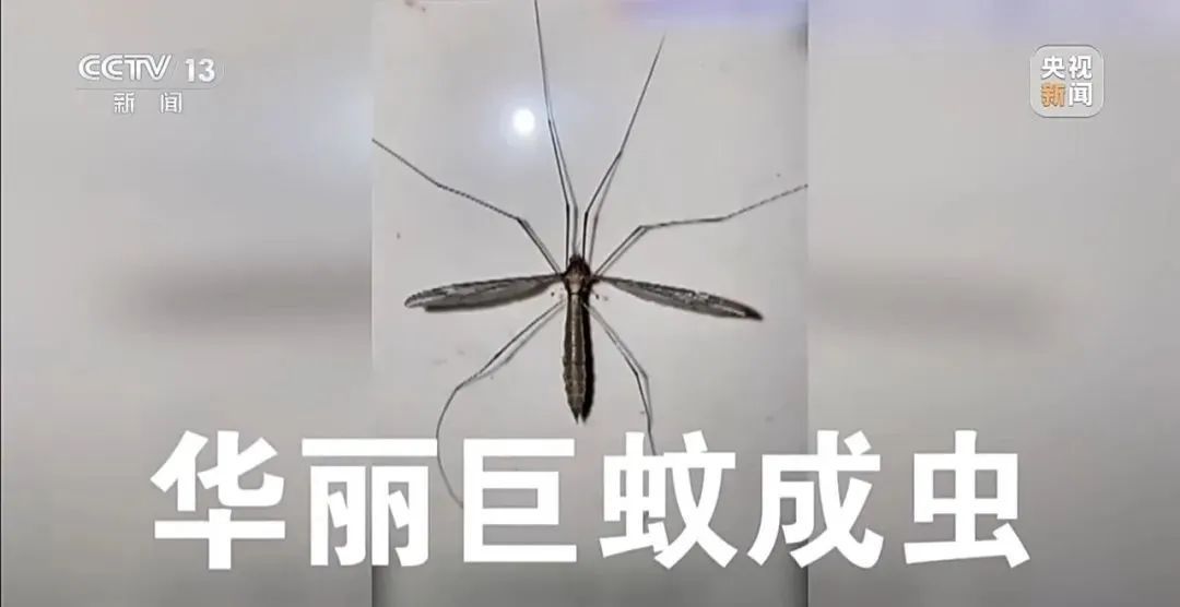 7天新增2892例，广东全省灭蚊中！提醒：室内或藏蚊子“产房”，发现幼虫别倒下水道