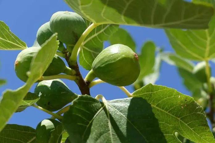 这种无花果树能把二氧化碳变成石头，果子还超好吃？
