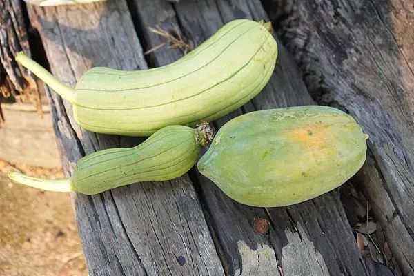 发现马上扔! 有一家四口吃了被放倒! 医生: 煮熟也没用