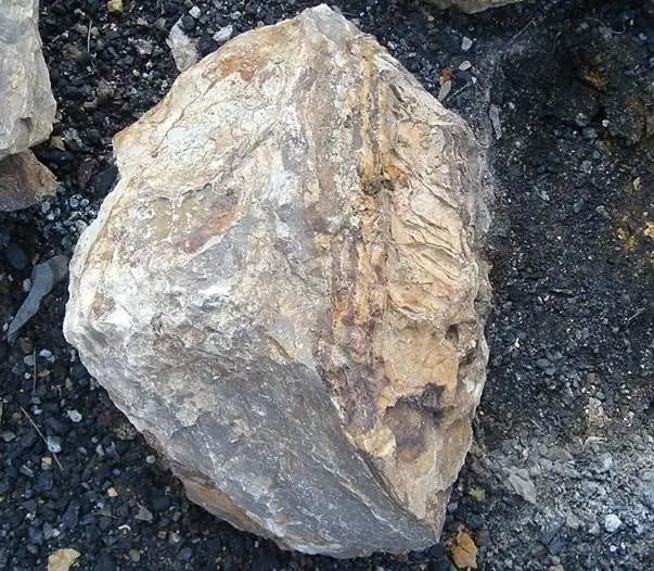 这种无花果树能把二氧化碳变成石头，果子还超好吃？