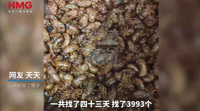 山东男子下班后和对象抓知了猴，43天赚5000多元瘦了10斤！网友羡慕坏了