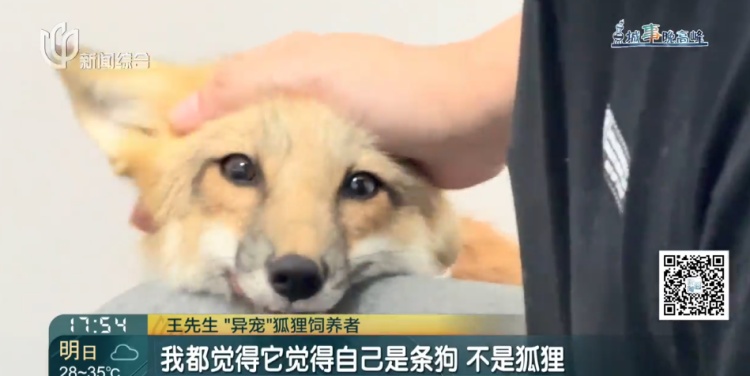 上海一小区惊见异宠！邻居担忧，主人淡定：“我认为它觉得自己是狗”