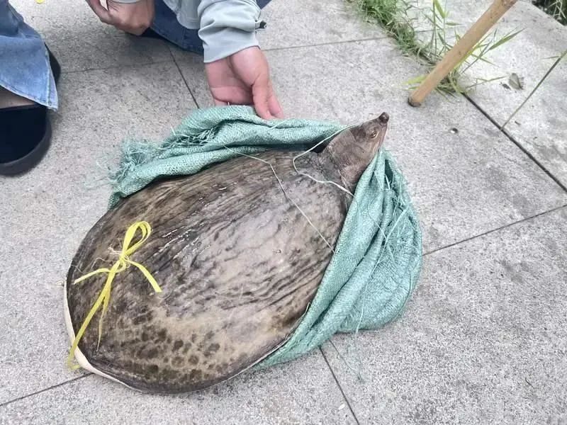 不能吃！多地街头出现，浙江也有人看到了！专家急呼：放生危害更大