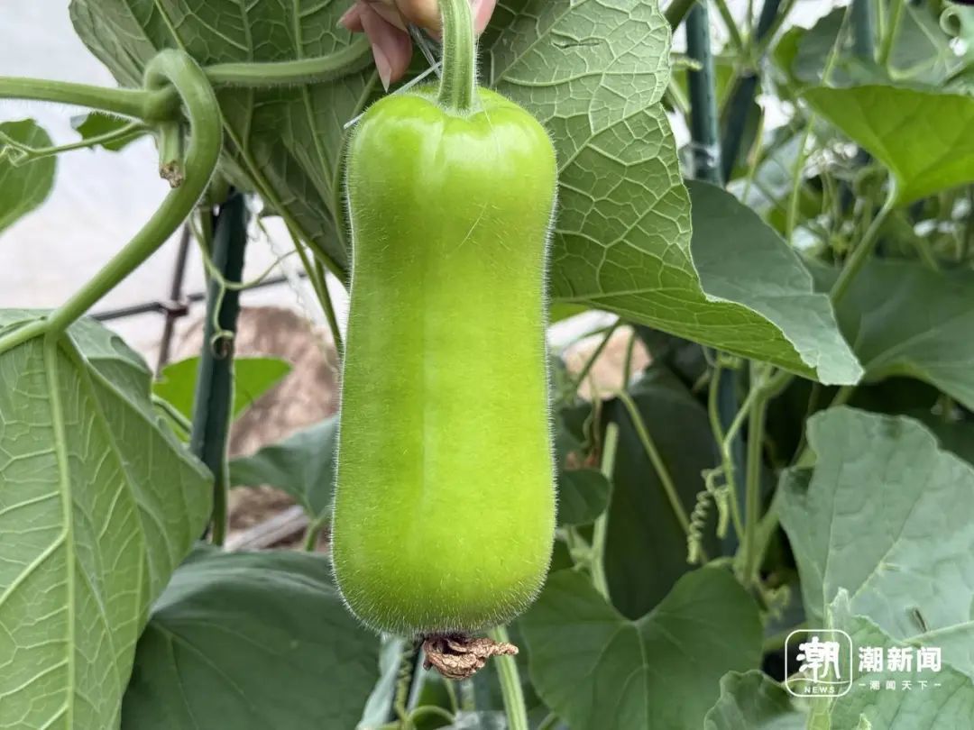 正在上市!这种瓜一旦发苦,千万别吃 正在上市!这种瓜一旦发苦,千万别吃