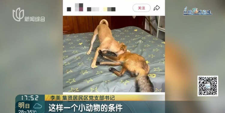 上海一小区惊见异宠！邻居担忧，主人淡定：“我认为它觉得自己是狗”