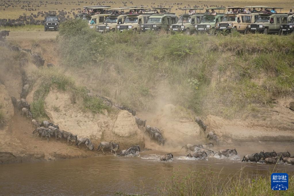 记者手记丨游客“围堵”角马渡河 马赛马拉保护区呼吁让路