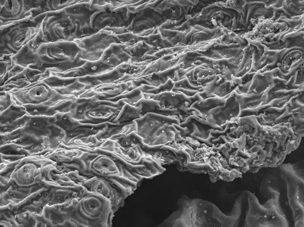 实锤了！茶叶可以吸附铅离子，保障健康