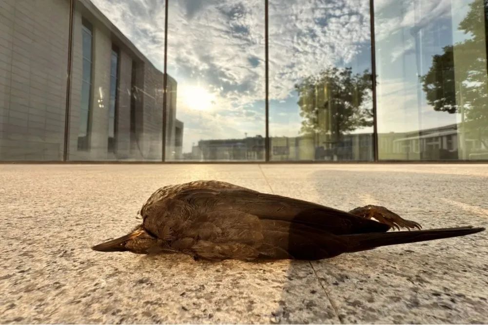 你可能也参加过的防鸟撞项目，最近发了个论文！